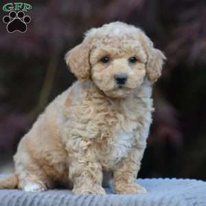 Larry, Bich-Poo Puppy